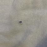 Light Blue Vintage North Carolina Champs Sweatpants Sportswear